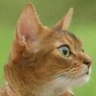 Profilbild von 護国寺