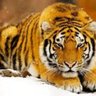 Tigersnow profil fotoğrafı