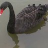 Andrew Reynolds's profile picture