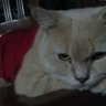 Islam☆Malaysia 🇲🇾☆Cats☆AnwarIbrahimMYPM's profile picture