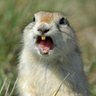 Фото профиля Regina Gopher