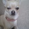 Chihuahua cabreada's profile picture