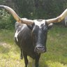 Bullsh!t's profile picture