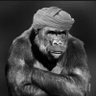 Profilbild von Dushegubov