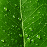 قردستان القذرة's profile picture