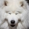 Pateagile's profile picture