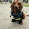 Pipoca's profile picture