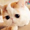 たいせい profil fotoğrafı