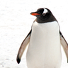 ペンギンに埋もれたい 的头像