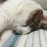 つか 的头像