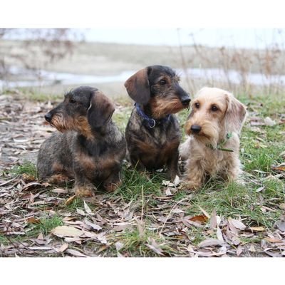 ThreeHappyDachshunds's profile picture