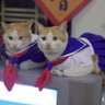 MRMEOW 的头像