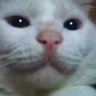 クルーズ船長＠猫好き勢（　＾ω＾）'s profile picture