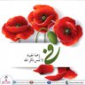 Profilbild von نسيم الجنة