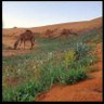 متعب الهديب's profile picture