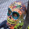 José Luis Bucio M's profile picture