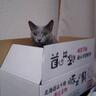 Profilbild von 灰色猫のモノノケ🏓