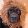 s-AKUMA's profile picture