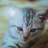 nekozuki's profile picture