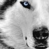 Mister Wolf profil fotoğrafı