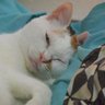 TOSIO MITANI with AOI profil fotoğrafı