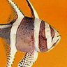 Jish Fish's profile picture
