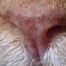 Gleb profil fotoğrafı
