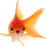GoldenFish's profile picture