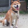 Hiro profil fotoğrafı