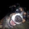 Profilbild von Rick D