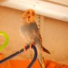 パキ profil fotoğrafı