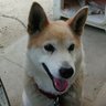 いぬきち's profile picture