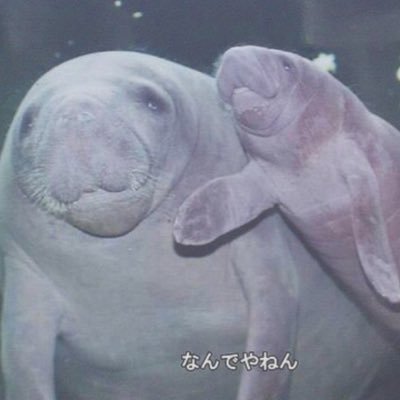 0v0eitaro0v0's profile picture