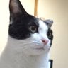 南青山(沈黙はファシズムの承認、選挙に行こうぜ、消費税廃止!) profil fotoğrafı