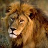Profilbild von Steve Johnson