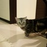 うまづらはぎ's profile picture