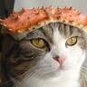 Profilbild von hanatare