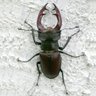 Фото профиля ursulon