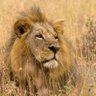 Фото профиля greg sharp