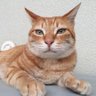 Фото профиля 虎太郎がゆく