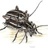 известный как ко́жный маргина́льный мешо́к's profile picture