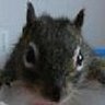 やす吉's profile picture