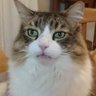 Profilbild von どらごん