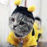 Kitsy profil fotoğrafı