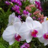 Фото профиля whiteorchids