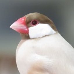 ダン@Cinnamons's profile picture
