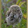 biruji profil fotoğrafı