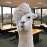 SomeLama profil fotoğrafı