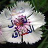 Profilbild von اسامه.الصنعاني