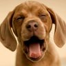 DogRulz's profile picture